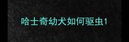 哈士奇幼犬如何驱虫