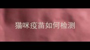猫咪疫苗如何检测