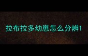 拉布拉多幼崽怎么分辨