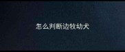 怎么判断边牧幼犬