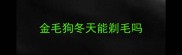 金毛狗冬天能剃毛吗