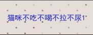 猫咪不吃不喝不拉不尿