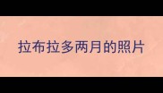 拉布拉多两月的照片