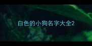 白色的小狗名字大全