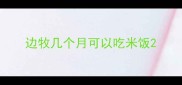 边牧几个月可以吃米饭
