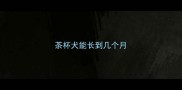 茶杯犬能长到几个月