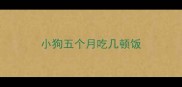 小狗五个月吃几顿饭