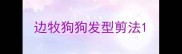 边牧狗狗发型剪法