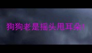 狗狗老是摇头甩耳朵
