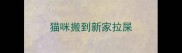 猫咪搬到新家拉屎