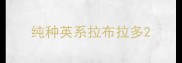纯种英系拉布拉多