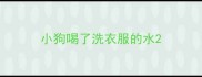 小狗喝了洗衣服的水
