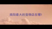 南阳最大的宠物店在哪