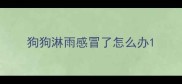 狗狗淋雨感冒了怎么办