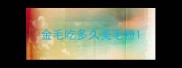 金毛吃多久美毛粉