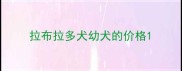 拉布拉多犬幼犬的价格