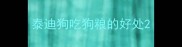 泰迪狗吃狗粮的好处