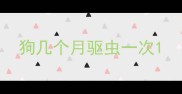 狗几个月驱虫一次
