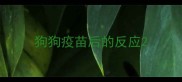 狗狗疫苗后的反应