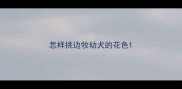 怎样挑边牧幼犬的花色