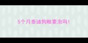 5个月泰迪狗粮要泡吗