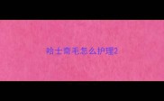 哈士奇毛怎么护理