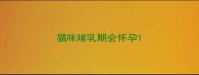 猫咪哺乳期会怀孕