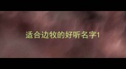适合边牧的好听名字