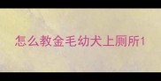 怎么教金毛幼犬上厕所