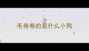 毛卷卷的是什么小狗
