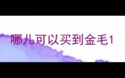 哪儿可以买到金毛