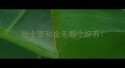 哈士奇和金毛哪个好养