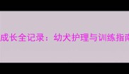 两个月大咖啡色边牧成长全记录幼犬护理与训练指南附20张高清照