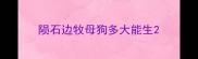 陨石边牧母狗多大能生