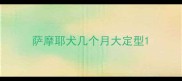 萨摩耶犬几个月大定型