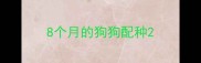 8个月的狗狗配种