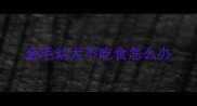 金毛幼犬不吃食怎么办