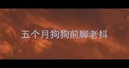 五个月狗狗前脚老抖