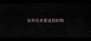 拉布拉多爱追别的狗