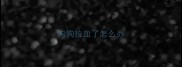 狗狗拉血了怎么办