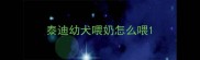 泰迪幼犬喂奶怎么喂