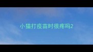小猫打疫苗时很疼吗