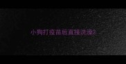 小狗打疫苗后直接洗澡