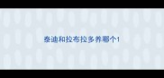 泰迪和拉布拉多养哪个