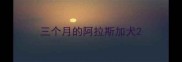 三个月的阿拉斯加犬
