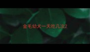 金毛幼犬一天吃几次