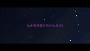 哈士奇肠胃炎吃什么食物