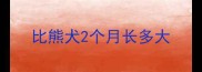 比熊犬2个月长多大