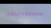 小狗几个月开始长得快