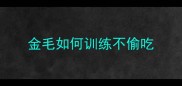 金毛如何训练不偷吃